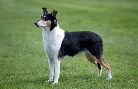 Smooth Collie Dog Breed Information, Puppies & Breeders - Dogs Australia