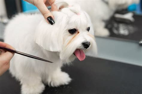 7 DIY Dog Grooming Tips You Need To Know (And Why)