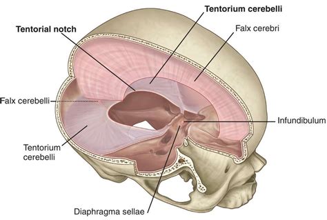 Brain anatomy, Human heart anatomy, Anatomy