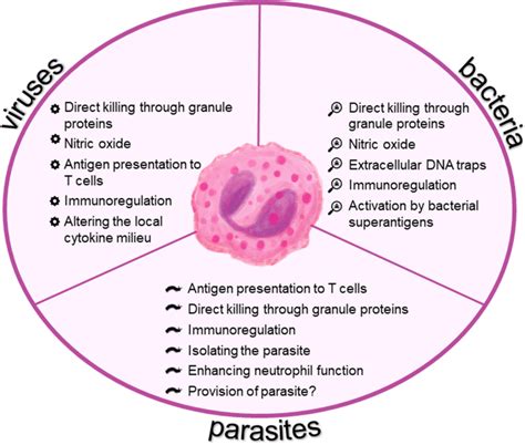 Eosinophil Function