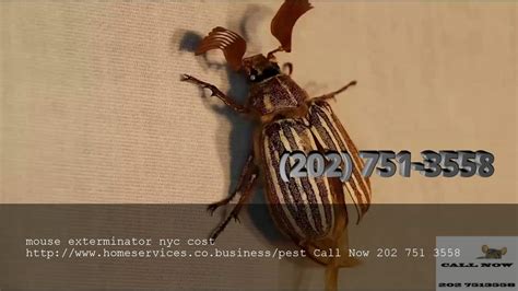 mouse exterminator nyc cost - YouTube