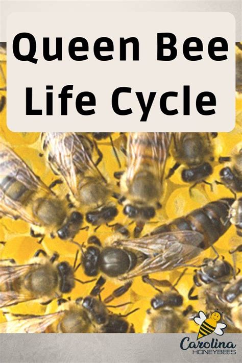 The Queen Bee Life Cycle - Carolina Honeybees | Bee life cycle, Bee keeping, Backyard bee