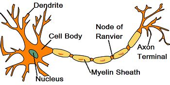 Physiology of Endocrine System, Nervous System and Immune System