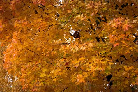 Yellow maple tree leaves 11473174 Stock Photo at Vecteezy