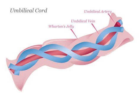 How Important Do You Think Umbilical Cord Is To You? - Procaffenation