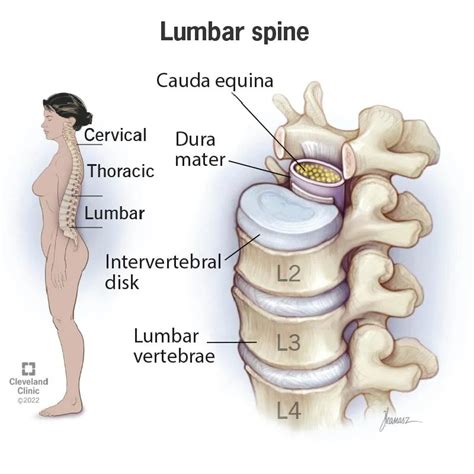 Lumbar Spine: What It Is, Anatomy & Disorders (2023)