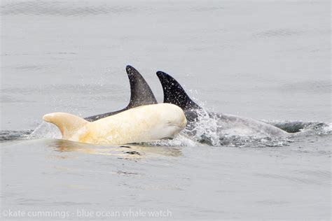 Rare albino dolphin spotted off California coast | Fox News