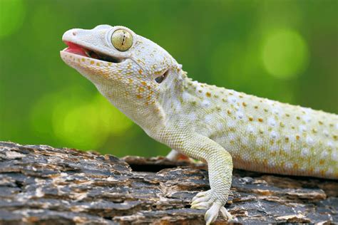 Top 1,000+ Best Lizard Names - More Reptiles