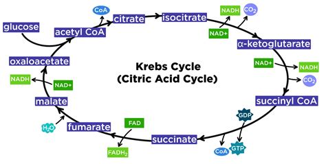 Krebs Cycle (Citric Acid Cycle) — Steps & Diagram - Expii
