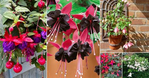 16 Best Fuchsia Varieties for Hanging Baskets and Pots