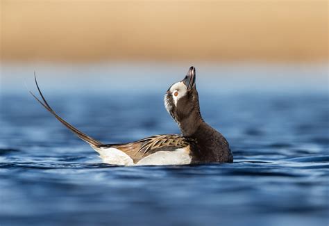 Long-tailed Duck | Audubon Field Guide