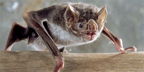 Il comportamento sociale dei pipistrelli vampiro: solidi legami di ...