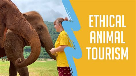 Ethical Animal Tourism | Challenges Abroad Volunteering - YouTube