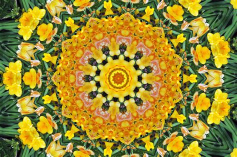 Yellow Flowers Background Free Stock Photo - Public Domain Pictures