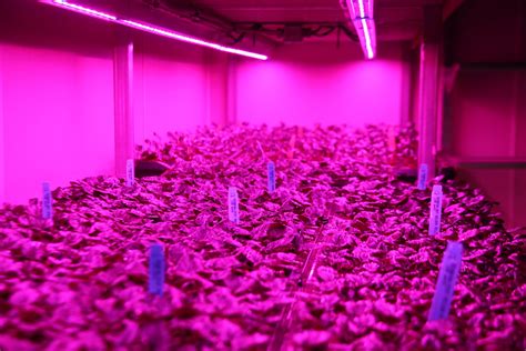 Horticultural LED Grow Lights – Grower Looks to Increase Efficiency with LEDs – Hort Americas