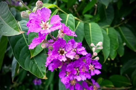 Beautiful Banaba Flower, Tropical Flowers, Purple Flowers after the ...