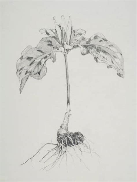 Stunning "Trillium" Drawings And Illustrations For Sale On Fine Art Prints