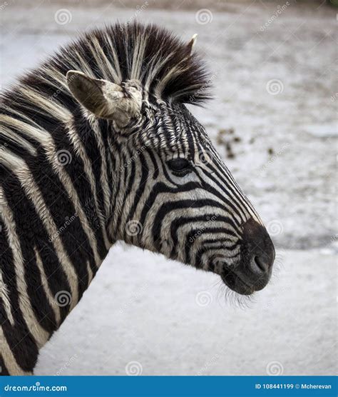 Zebra Head Close-up. Beautiful Horse Zebra. African Zebra. Stock Image - Image of stripe, head ...