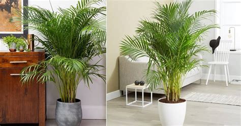 Growing Areca Palm Indoors | How to Grow Areca Palm