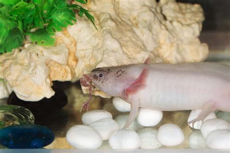 Axolotl Food: What To Feed Axolotl (And What Not To) - Embora Pets