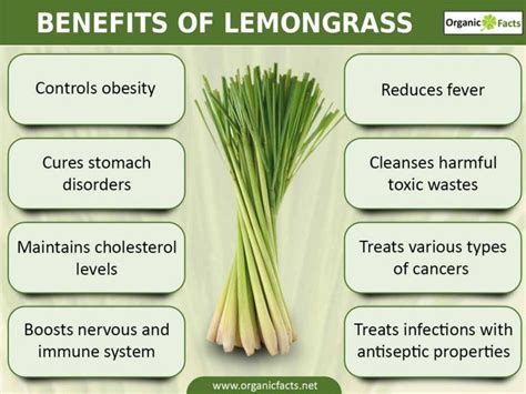 25 Surprising Benefits of Lemongrass (With images) | Lemon grass, Stomach cleanse, Lemongrass tea