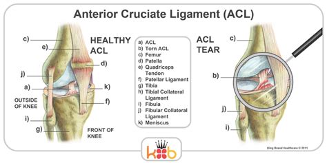 Acl Mcl Knee Anatomy