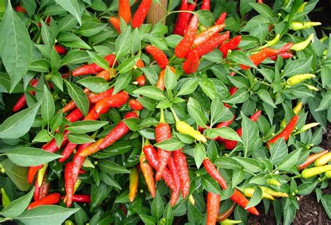 Pembrokeshire Chilli Farm » Haverfoodfest