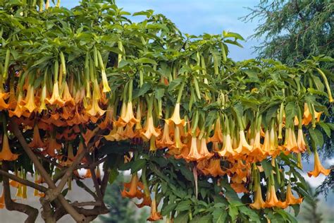 HOW TO GROW BRUGMANSIA - The Angel's Trumpet |The Garden of Eaden