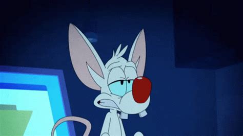 Animaniacs Pinky And The Brain GIF – Animaniacs Pinky And The Brain Pinky – discover and share GIFs