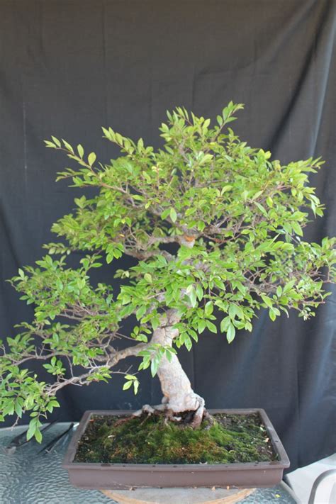 Chinese Elm Bonsai | kuromatsubonsai.com