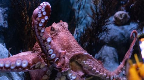 Octopus escapes from aquarium through a drainpipe to the sea - Breaking Moos