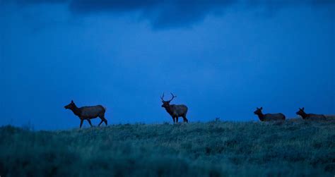 How to Photograph Wildlife in Yellowstone National Park