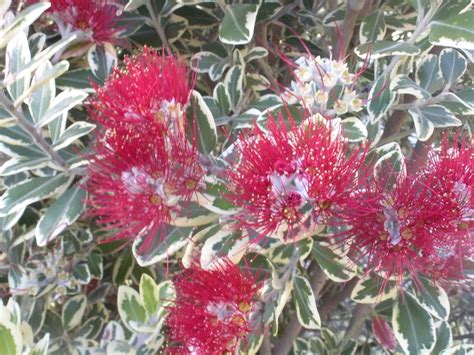 Metrosideros kermadecensis 'Variegata' - Pohutukawa