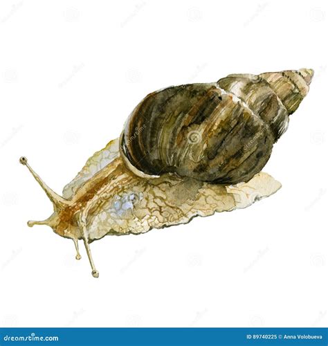 Watercolor Snail Illustration Isolated on White Background. Achatina ...