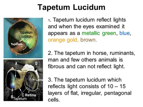 Tapetum Lucidum