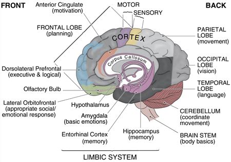 BRAIN DIAGRAM - Unmasa Dalha