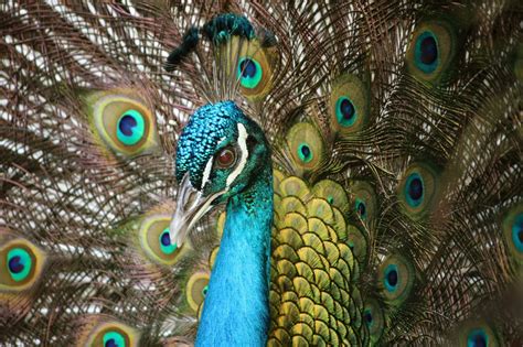 Pavo_cristatus_in_Barbados_Wildlife_Reserve_22 - Where Is The Wildlife