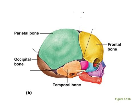 Fetal Skull-Fontanelles Quiz