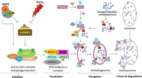 Schematic representation of the basic mechanism of macroautophagy ...