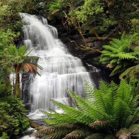 Rainforest Waterfall — Stock Photo © robynmac #8310582