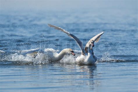 Swans taking flight on lake | Stock image | Colourbox