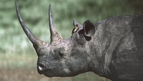 HEADER HERE The hook-lipped black rhino is critically endangered. Black Indians, Safari Park ...