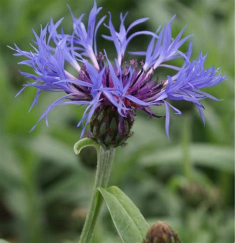 Centaurea montana 'Blue' Bachelor's Button – Prairie Blossom Nursery