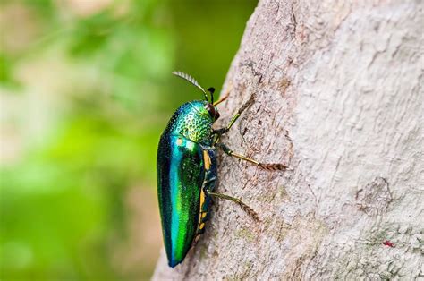 Jewel Beetle - KHAO SOK National Park, Thailand