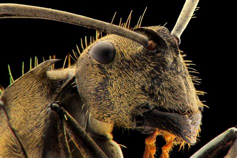 Ants Face Extreme Closeup Macro Stock Photo - Image of branch, wildlife: 185109736