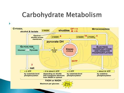 Carbohydrate Metabolism