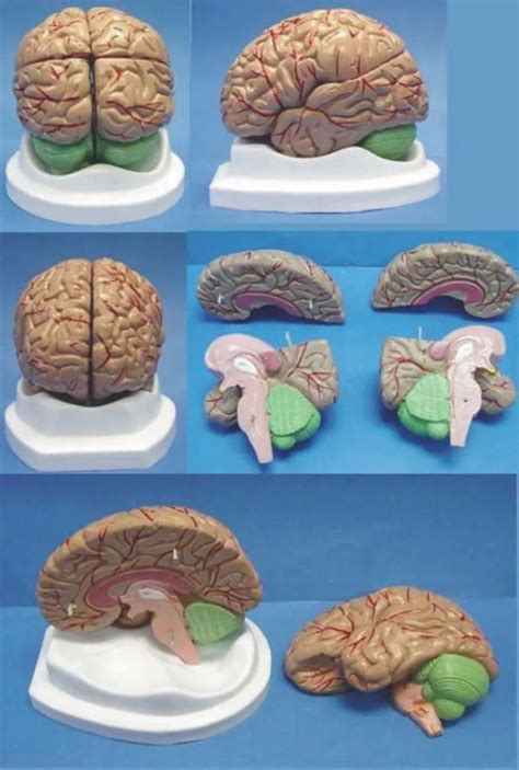 Brain anatomy Organ anatomical model Medical Human specimens free ...