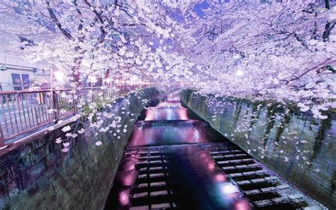 🔥 [50+] Sakura Desktop Wallpapers | WallpaperSafari