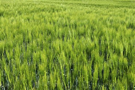 Beautiful and detailed close up view on crop and wheat field textures in northern europe ...