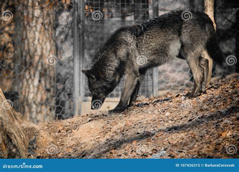 Portrait of a Beautiful Furry Black Wolf Stock Image - Image of cute ...